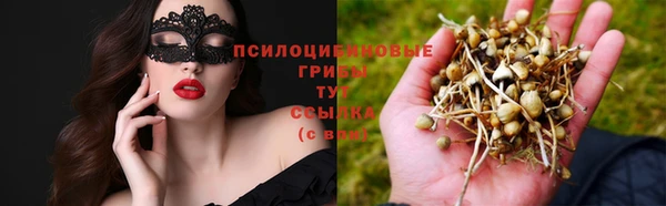 индика Бородино